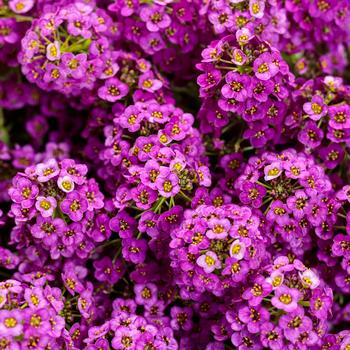Violet Knight® Sweet Alyssum