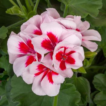 Calliope&reg; Medium White Splash