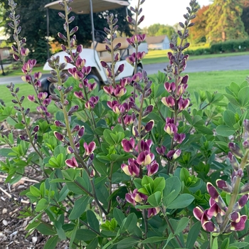 False Indigo False Indigo