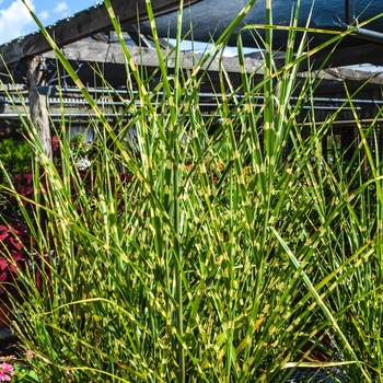 Porcupine Grass