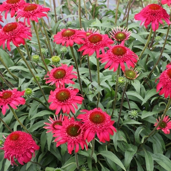Coneflower