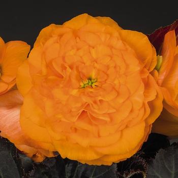 Mocca Bright Orange