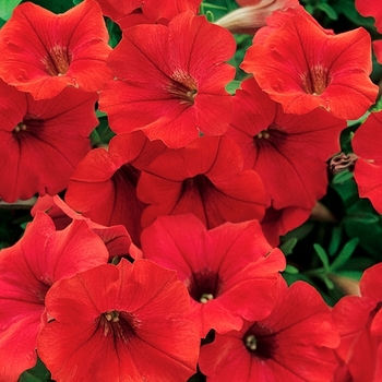 Surfinia&reg; Deep Red