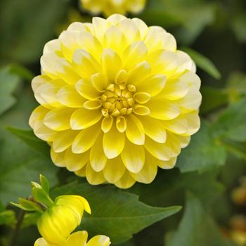 Dalaya&reg; Yellow Lace