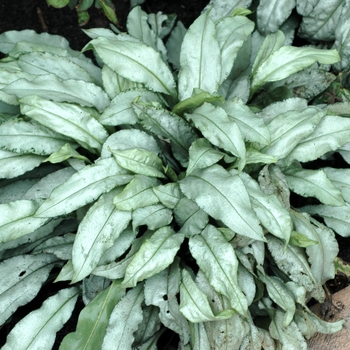 Lungwort