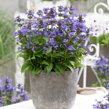 Catmint Catmint