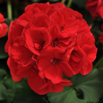 Dynamo&trade; Red