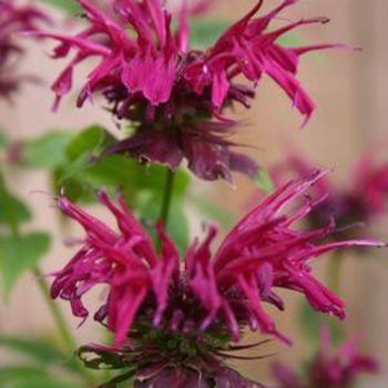 Bee Balm Bee Balm