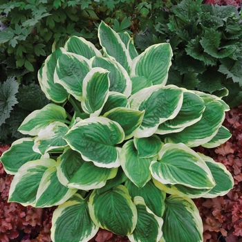 Plantain Lily