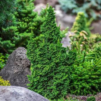 Primo® Arborvitae Primo® Arborvitae