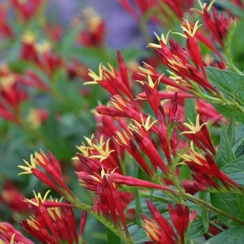 'Little Redhead' Indian Pink