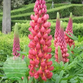 Lupine