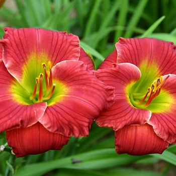 Daylily
