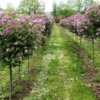 Dwarf Korean Lilac