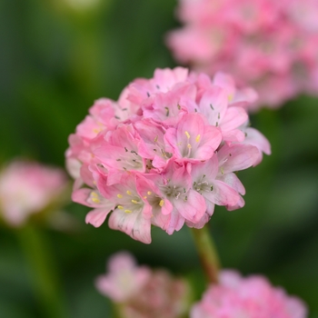 Sea Thrift 