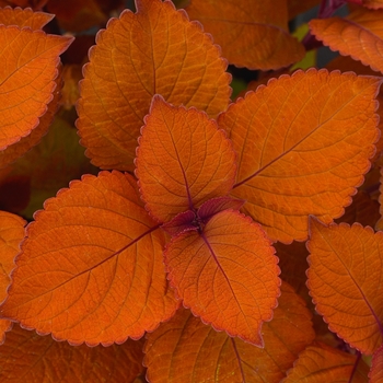 Coleus