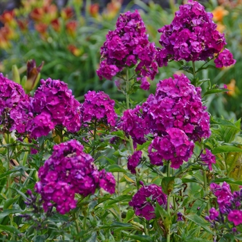 Garden Phlox