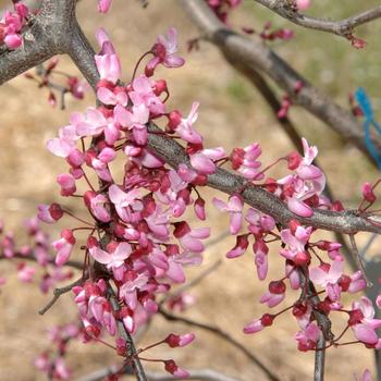 Ruby Falls Weeping Redbud