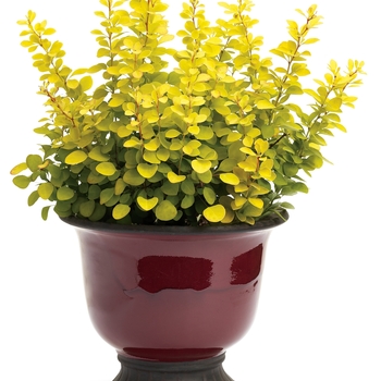 Sunjoy Gold Pillar&reg;