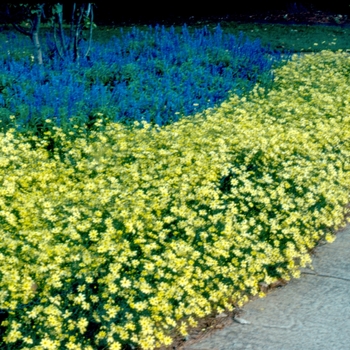 Tickseed Tickseed