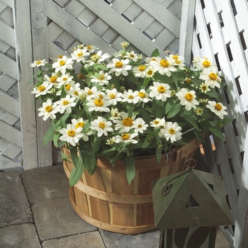 Zinnia Zinnia
