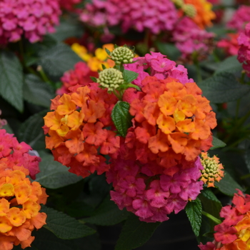 Lantana