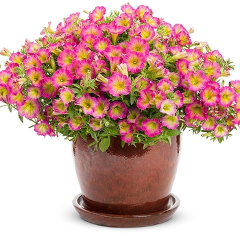 Supertunia® Petunia Supertunia® Petunia