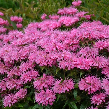 Bee Balm
