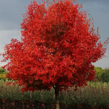 Flashfire&reg; Sugar Maple