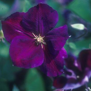 Clematis Clematis