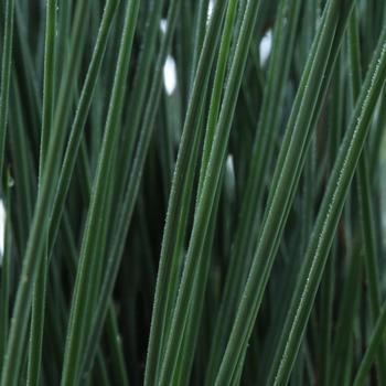 Juncus Blue Arrows