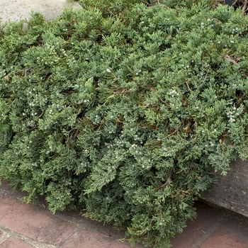 Wiltonii Blue Rug Juniper