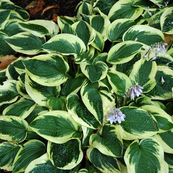 Plantain Lily