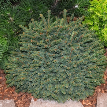 'Elegans' Dwarf Norway Spruce