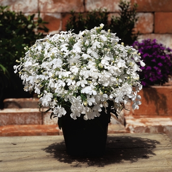 Riviera 'White'