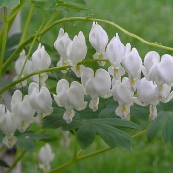 Bleeding Heart