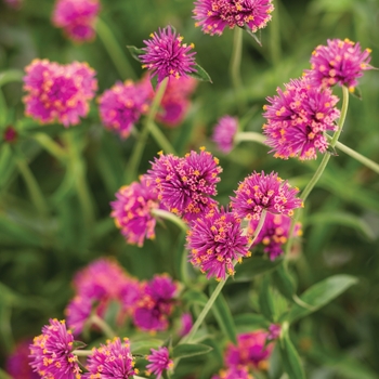 Truffula Globe Amaranth