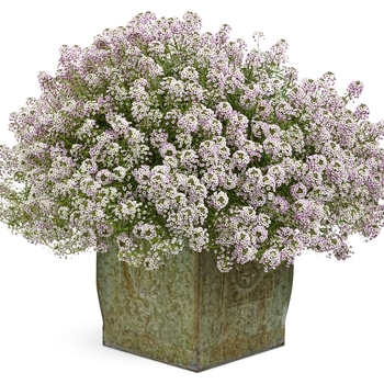 Sweet Alyssum