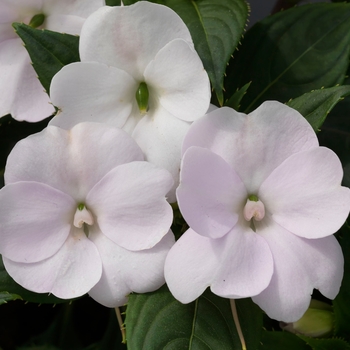 SunPatiens® Tropical White