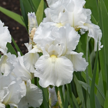 Bearded Iris