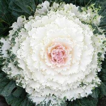 Flowering Kale