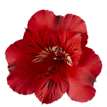 Alstroemeria (Peruvian Lily)