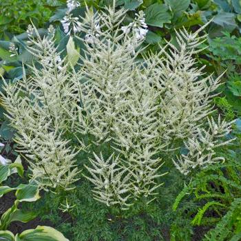 Goat's Beard