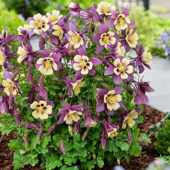 Columbine