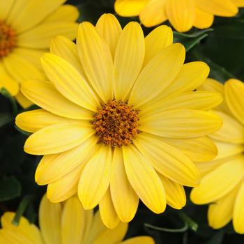 Osteospermum 