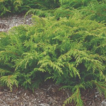 'Fuzzball™' Siberian Cypress