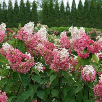 Pinky Winky Prime™ Panicle Hydrangea