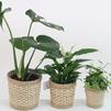 The Art of Houseplant Persuasion