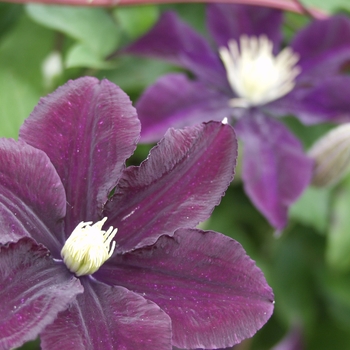 Clematis