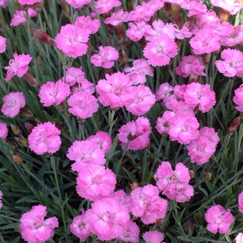 Border Carnation